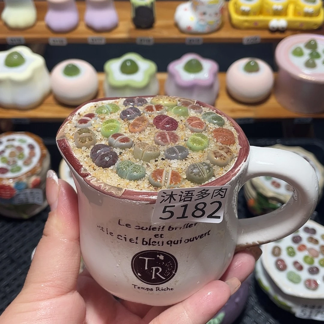 带盆土植物 一物一拍5182