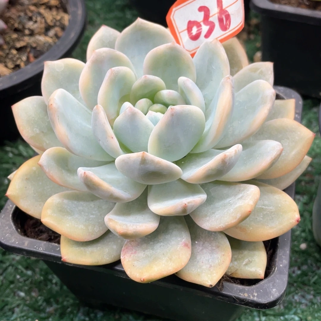 036 一物一拍28包邮非偏远