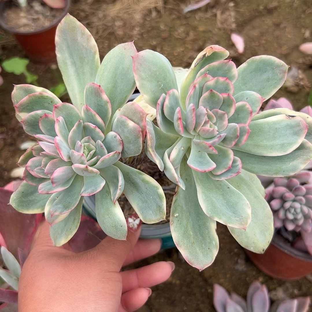 多肉植物绮罗锦老庄