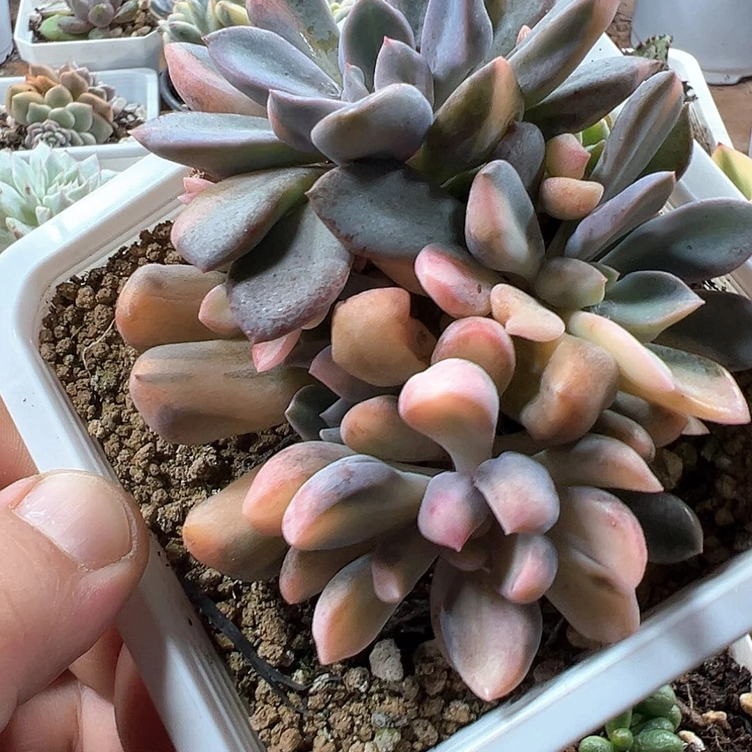 丘比特锦 小方花圃一物一拍