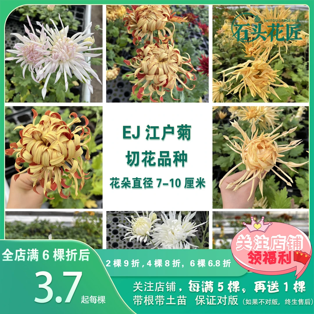 石头花匠 江户菊 4个品种(新品)多年生宿根菊花苗