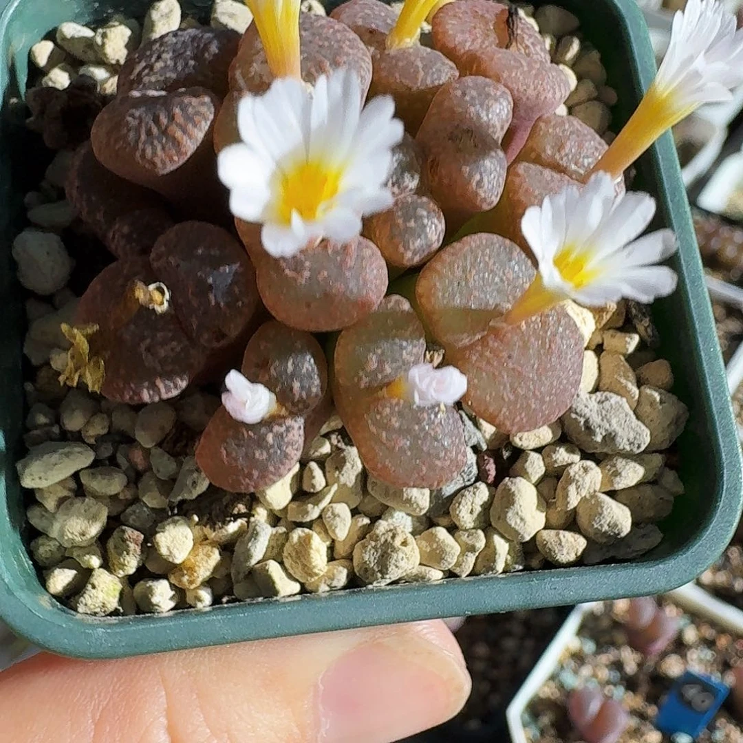 多肉植物福利风铃