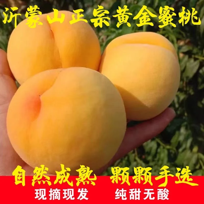 【顺丰/京东】山东蒙阴黄桃新鲜水果脆甜整箱应季黄桃软桃子锦香桃