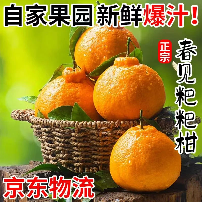 【自家果园】四川绵阳正宗春见耙耙柑清甜爆汁口感饱满
