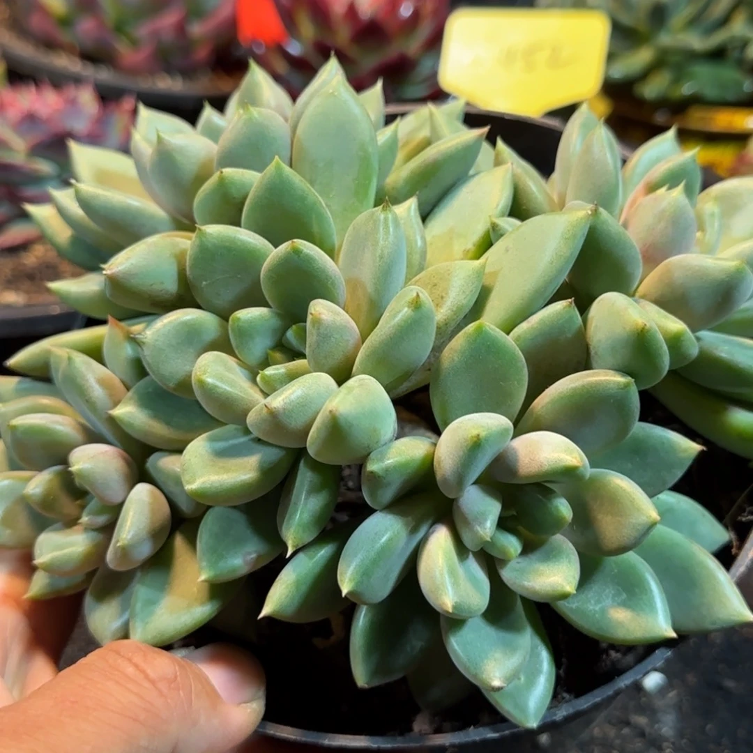 红象牙惊鸿一物一拍包装收缩花旱