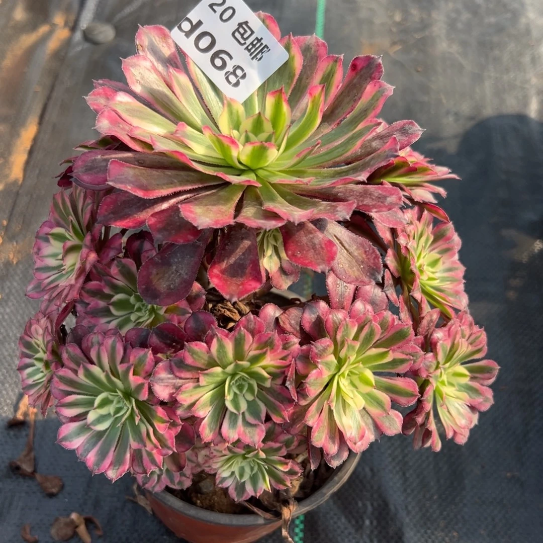 068红铜白，满20包邮