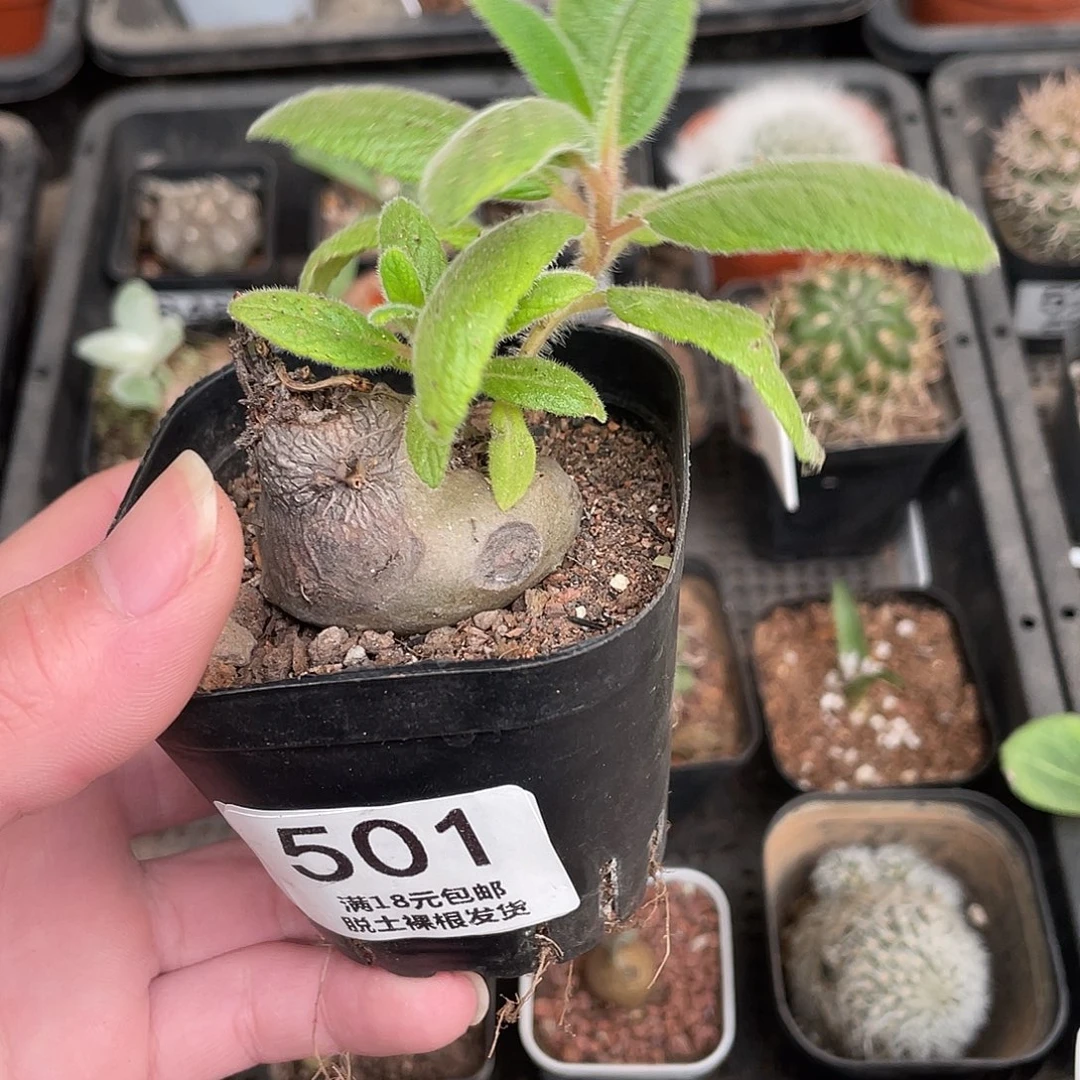 501白花断崖（满18包邮）