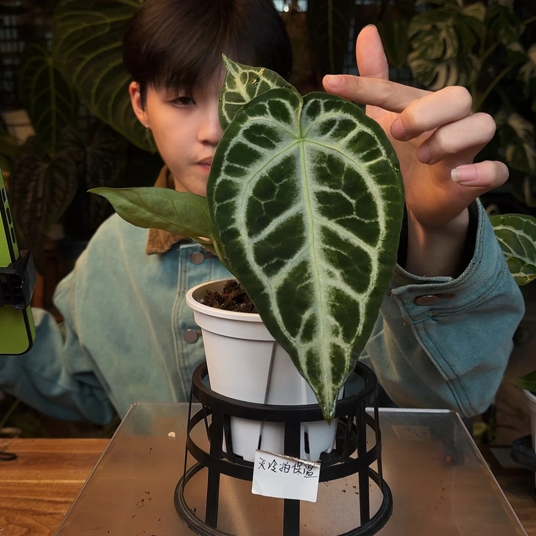 完全开放D144冰沙一物一拍