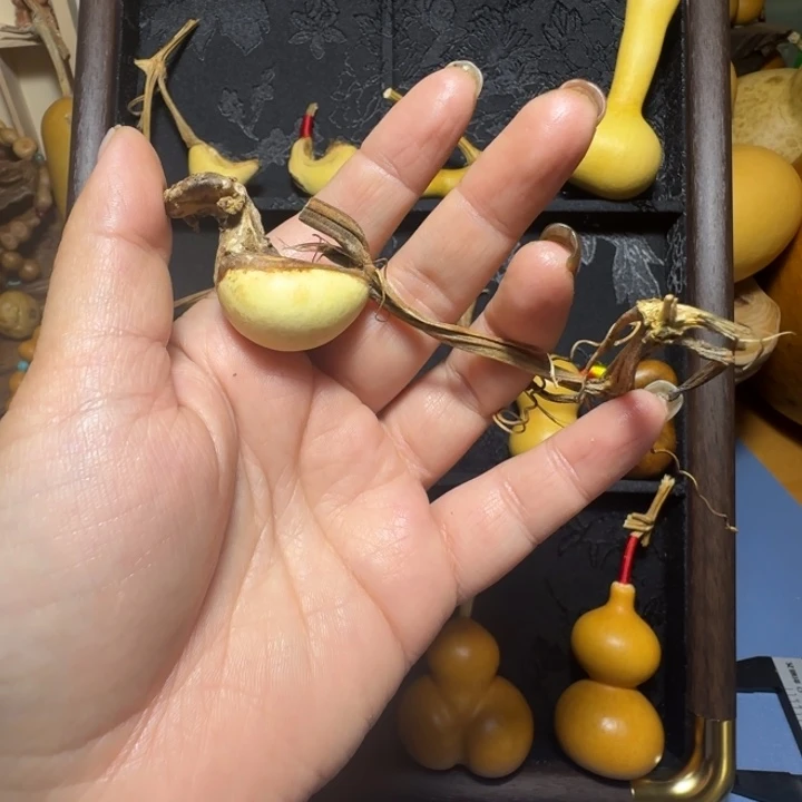 突脐小腰子天然葫芦葫芦