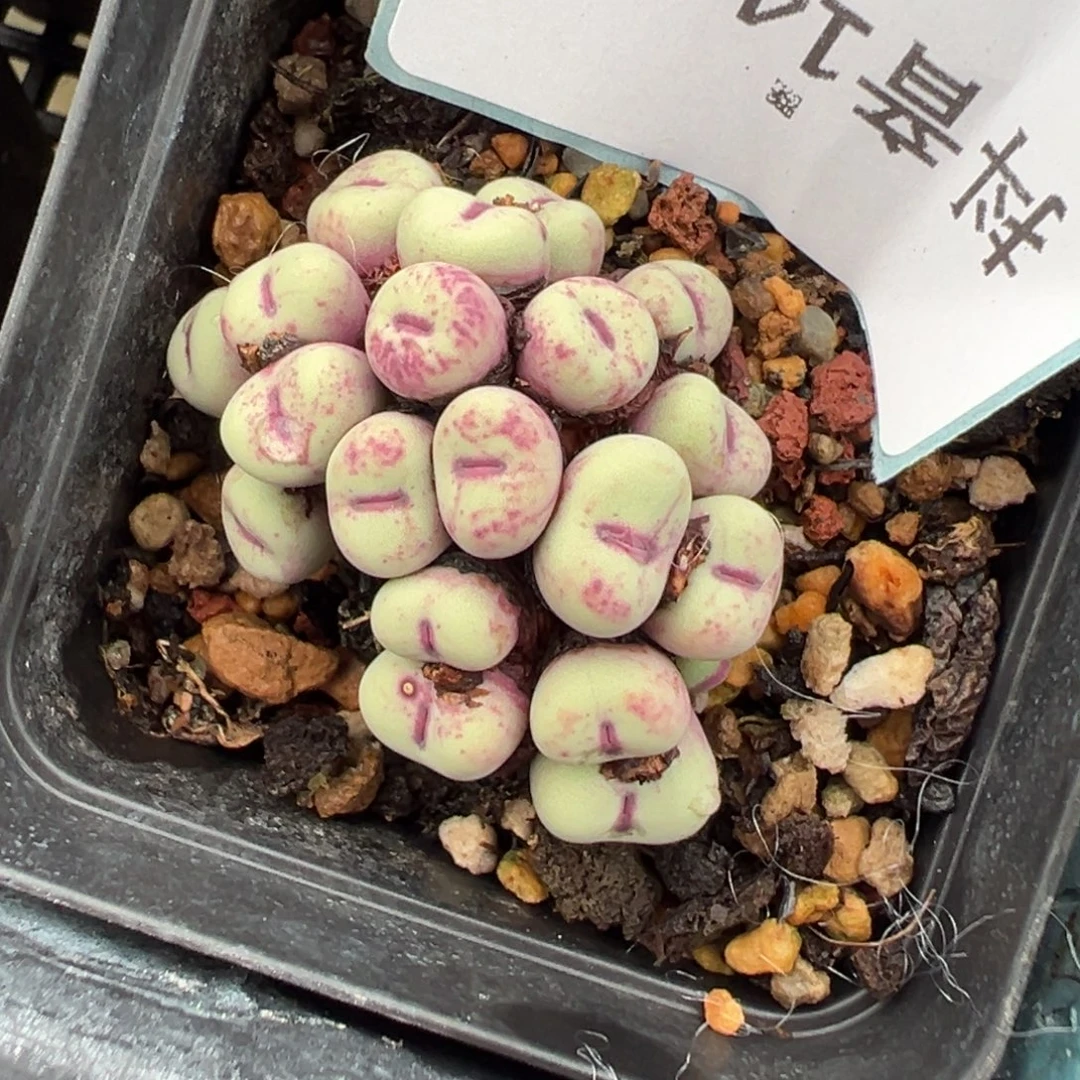 14-38肉锥多肉植物，
