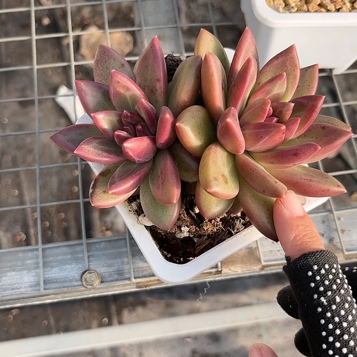 迷雾泡泡3578997776条色9