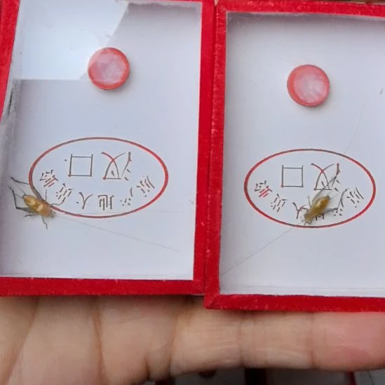 蟋蟀汊口大黄蛉呀长须二条