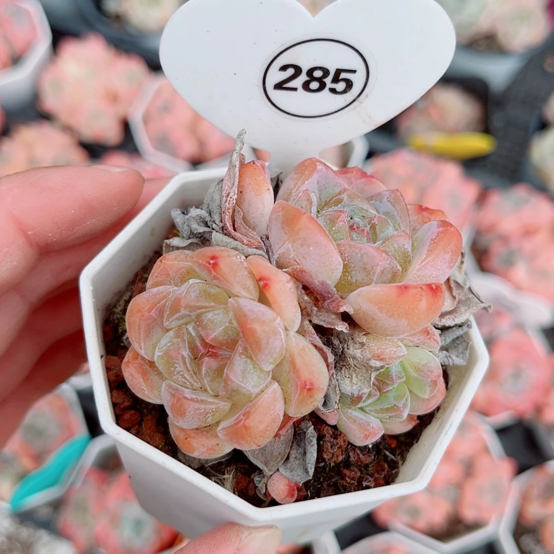 285号小老桩糖心群