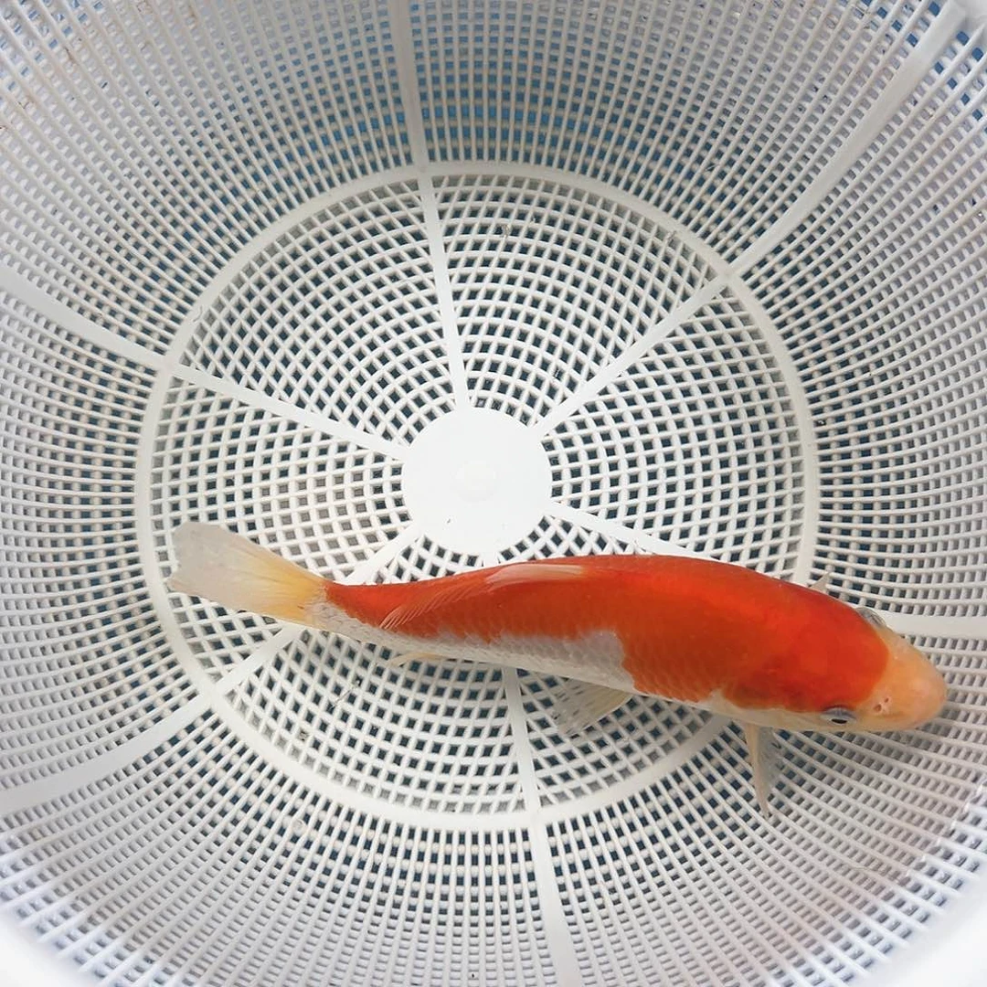 锦鲤鑫泓锦鲤养殖