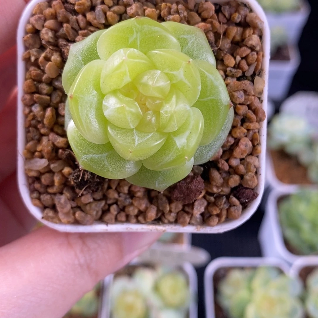 白葡萄酒珍妮单头189号