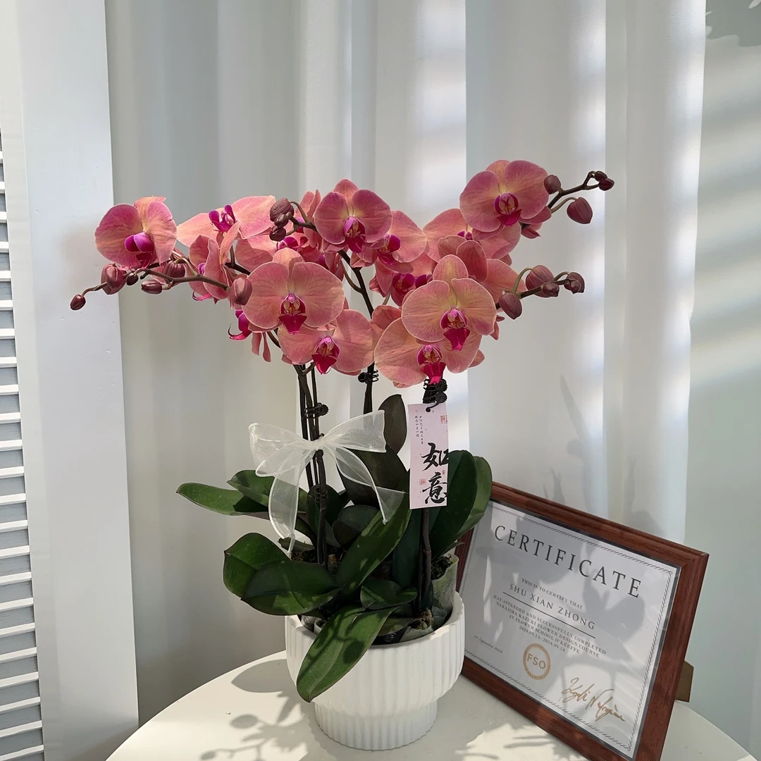 家成精选 【欣欣向荣】蝴蝶兰精致组盆花卉带花苞四季5-5
