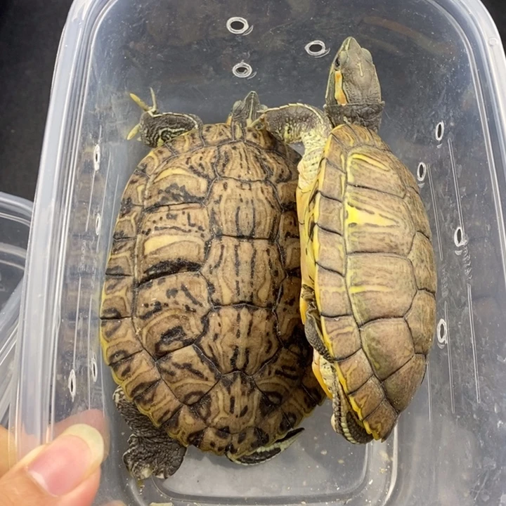 巴西彩龟母666666