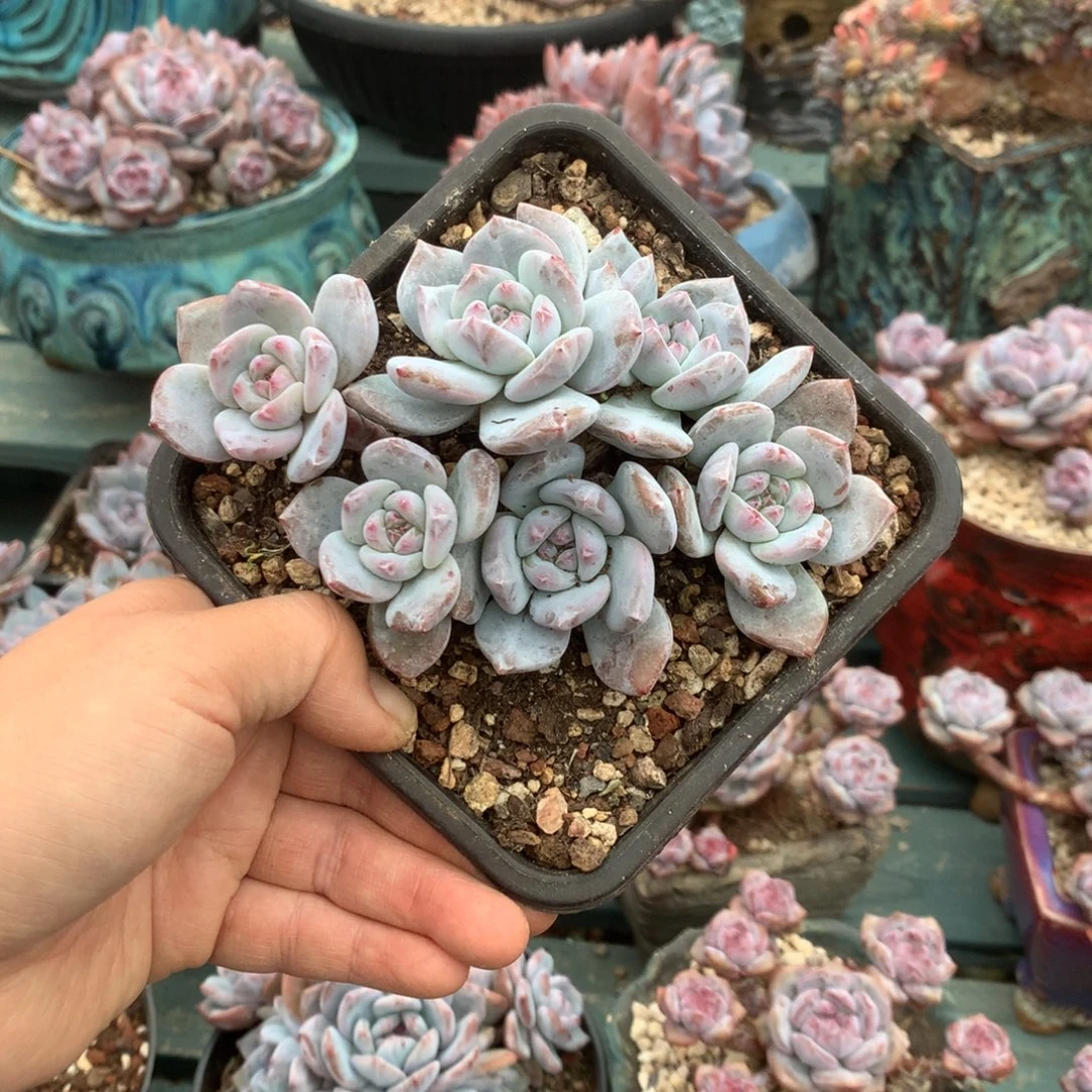 无花朵哈哈哈哈哈哈哈哈哈3