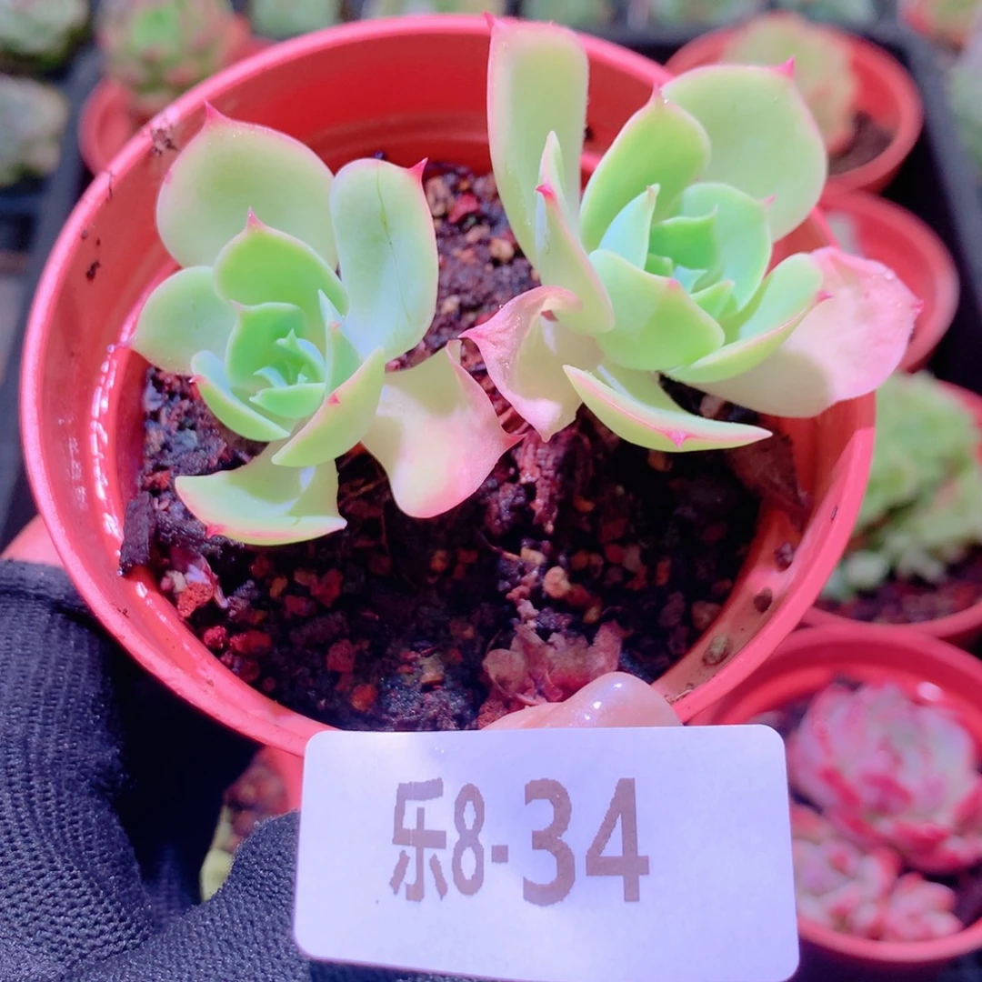 乐然8-34 柠檬玫瑰