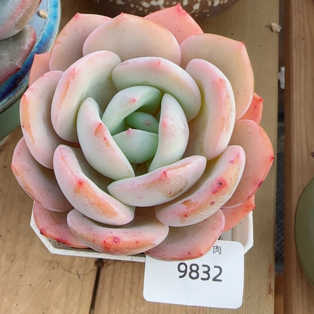 雪茶，9832多肉植物