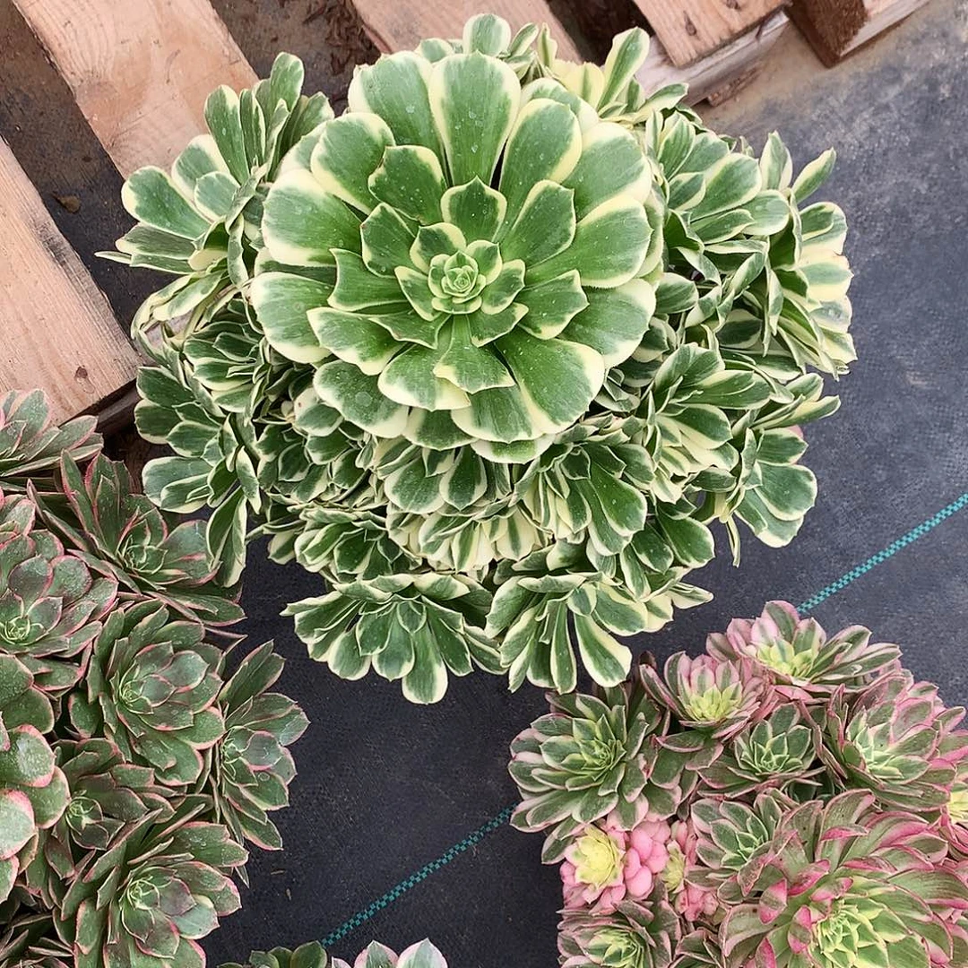 丢***猪完全开放法师图片多肉植物