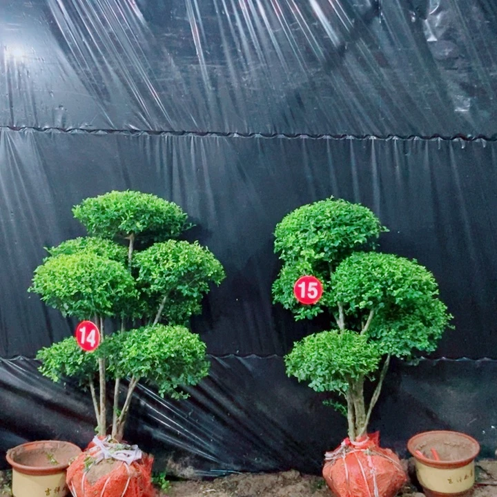 不开花植物一物一图一物一拍