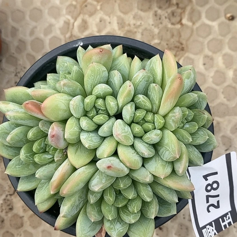 【闪购商品】百达翡翠2781