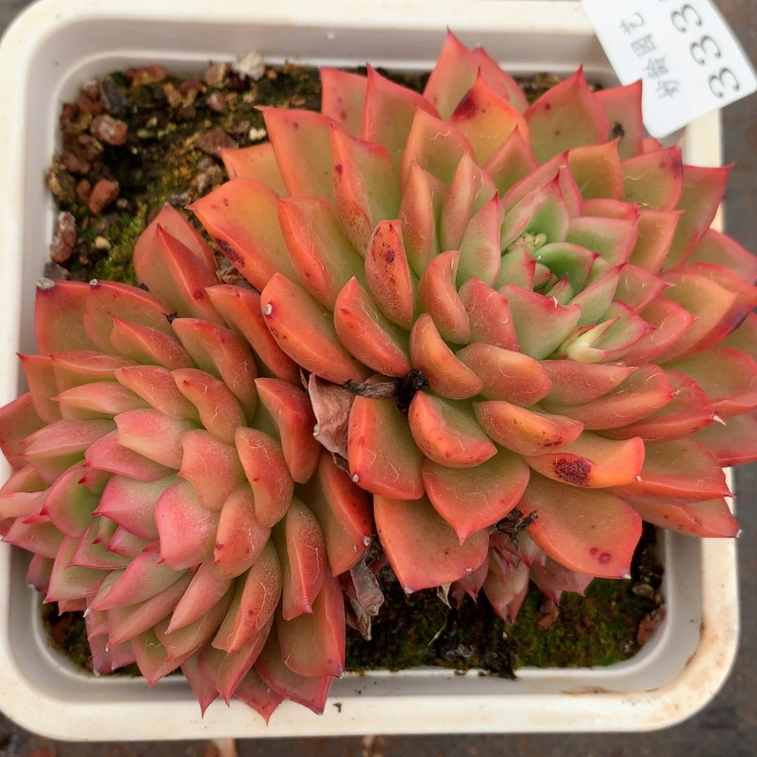 3335杂交多肉植物