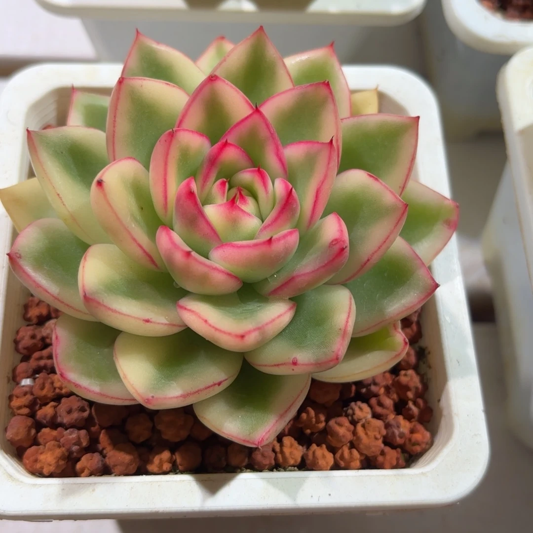 阿斯娜锦多肉植物