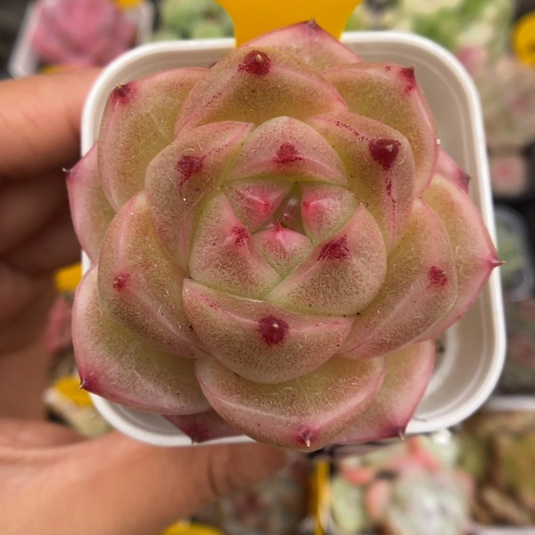 珍妮麦秆823号。