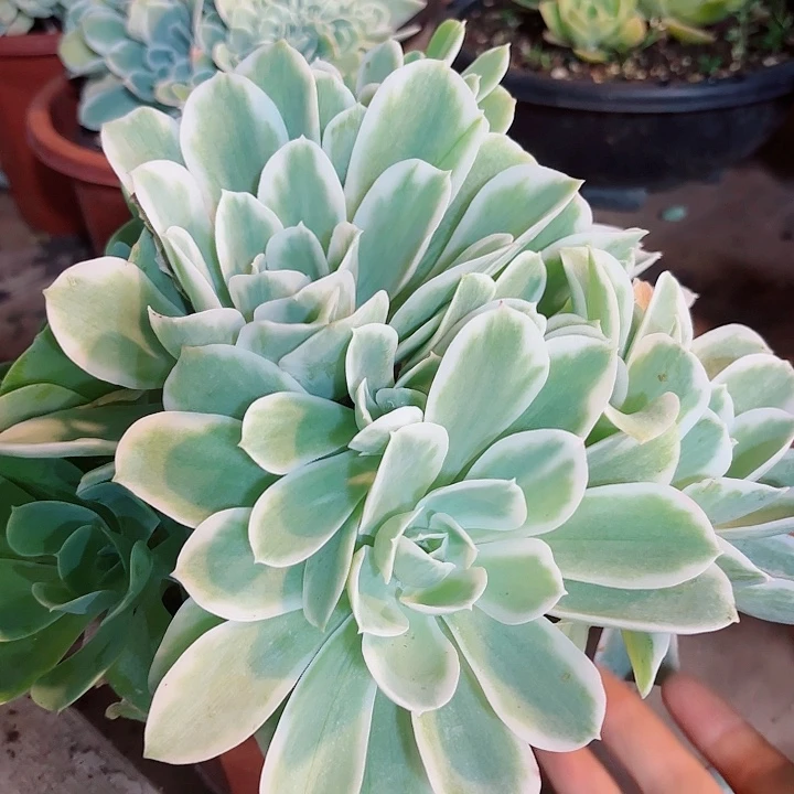 柠檬玫瑰锦多肉植物