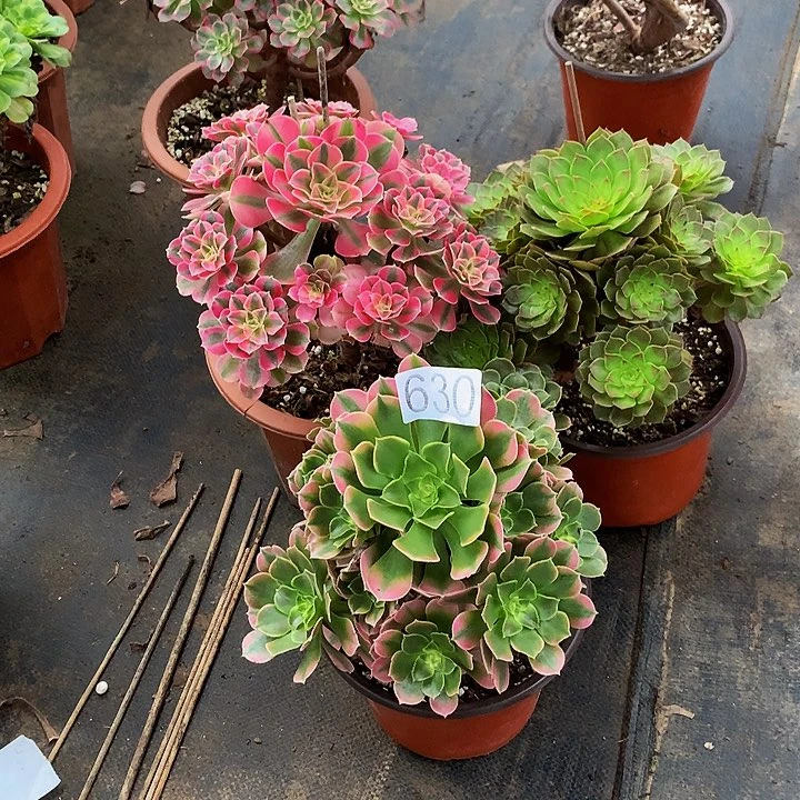 国**安多肉组合女郎桃花石香妃630000