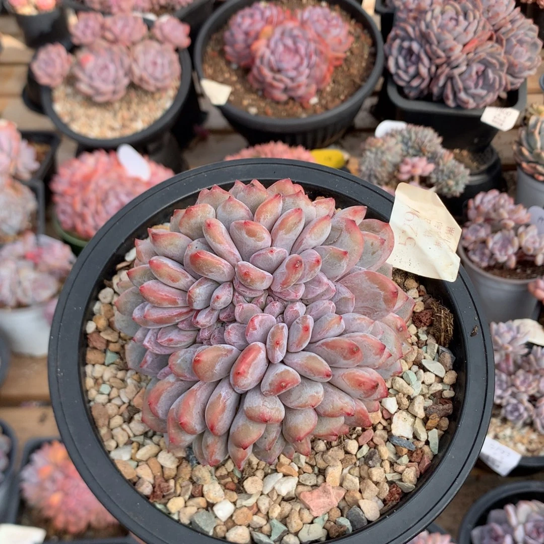 10.5厘米有砍石榴籽缀 鸡腿桩