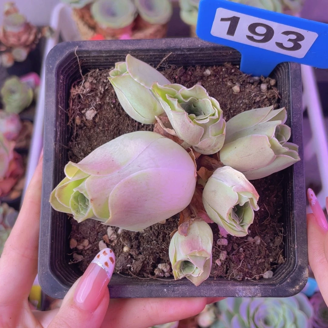 单品一物一拍193号