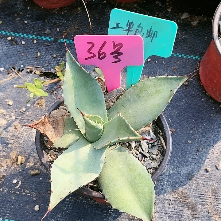 【闪购商品】无花朵龙舌兰韦非尔德