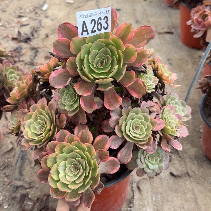 烟花……多肉植物……