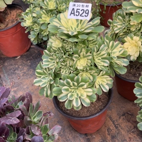 529辛尼亚不包断枝