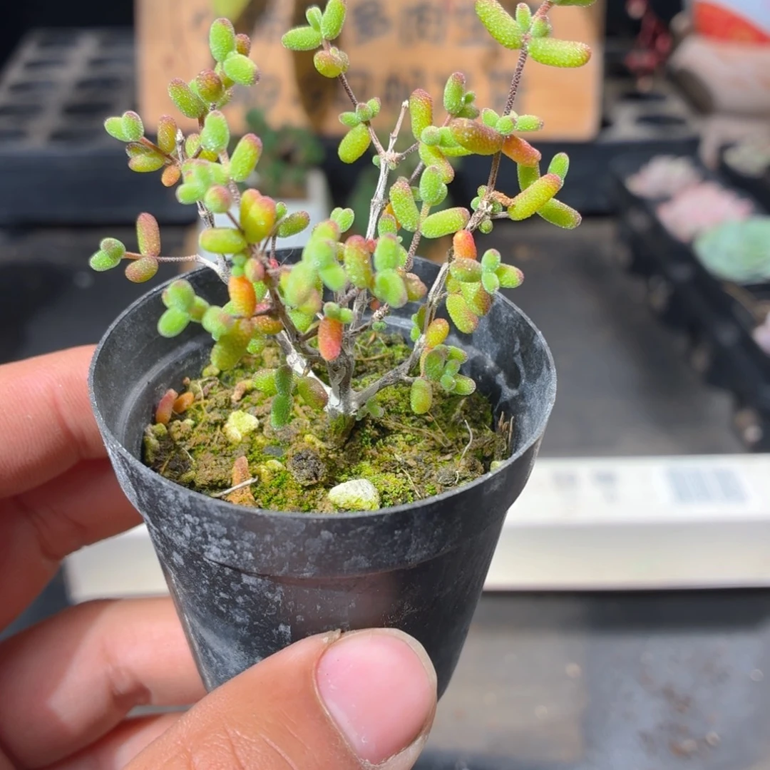 蜜橘糖球多肉9.9包邮发货