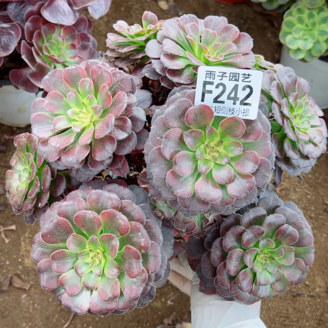 242月婵尺寸25左右