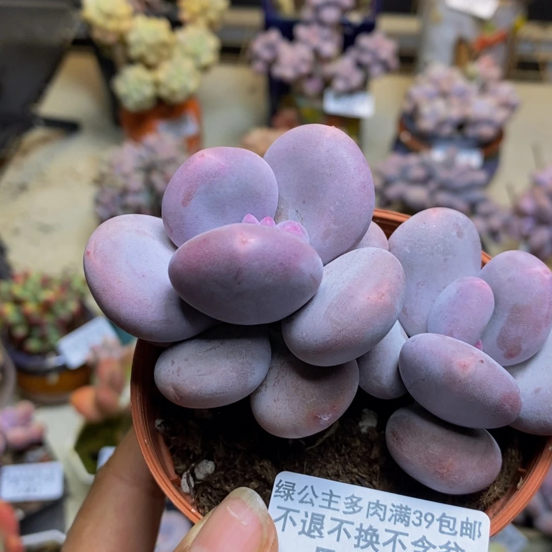 509大叶奶多肉8c m