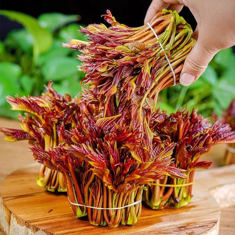 【密云东智头茬香椿芽】密云东智现摘香椿 露天头茬香椿芽 新鲜香椿芽当季蔬菜半斤-1斤香椿芽