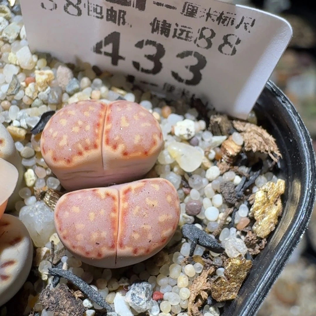 Sss清仓便宜出了433