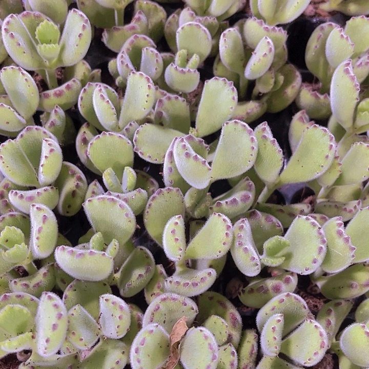 精品熊童子多肉植物