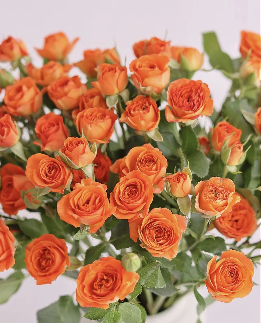 橙色多头玫瑰花期泡泡鲜切花云南基地直发家用水养插花新鲜喷泉草