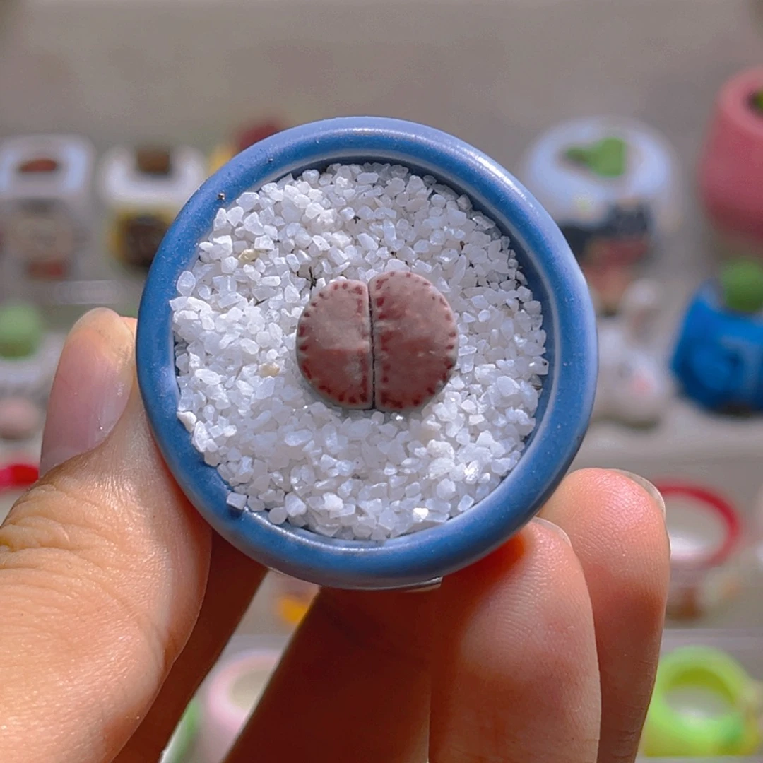 043高端多肉带盆带土一套13