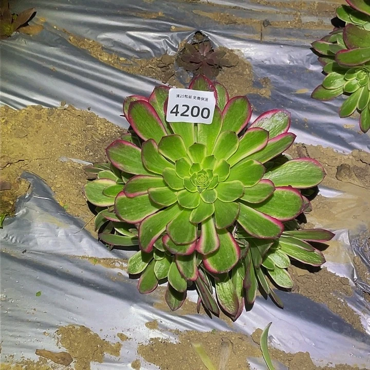 4200海神多肉植物