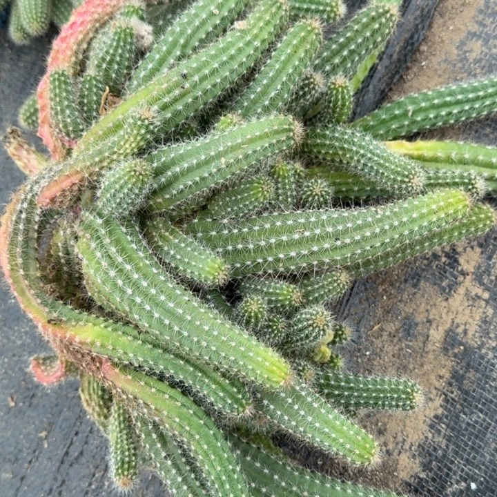 白檀仙人掌群生一群608