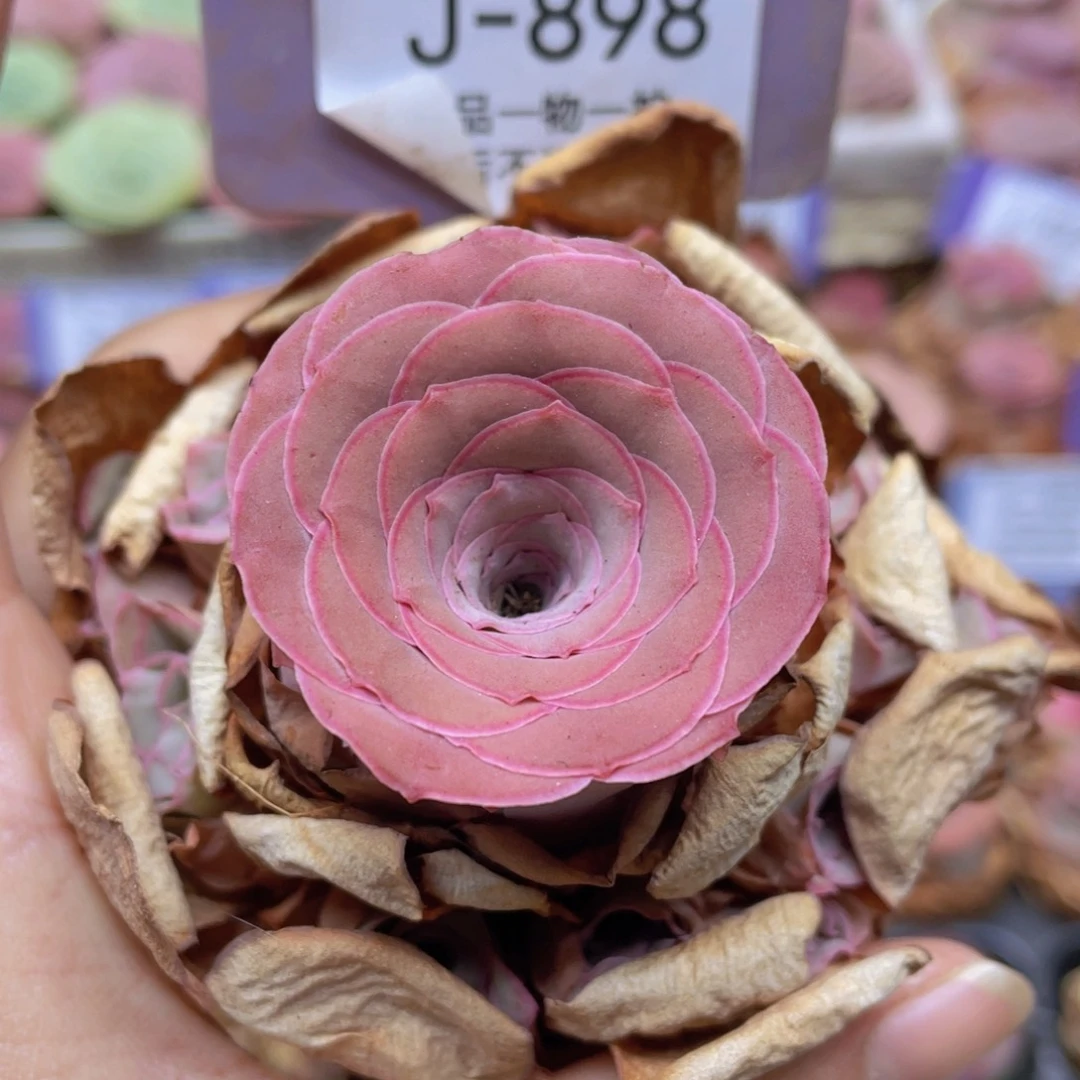 山地玫瑰J898裸根发货不售后