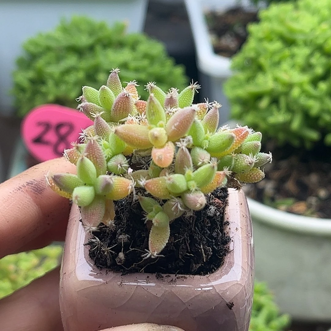 22实生玉米带盆优选枝干