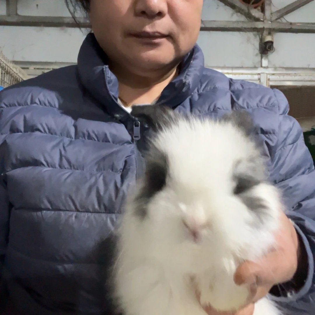 英系安哥拉宠物兔